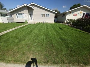 Freshly mowed residential lawn in Lethbridge
