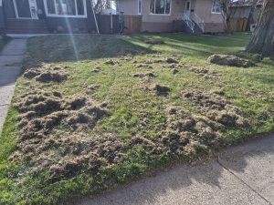 Power rake removing thatch from a lawn in Lethbridge