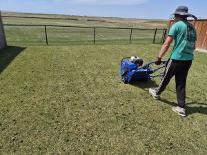 Professional lawn aeration in Lethbridge